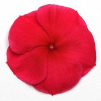 Pacifica XP Dark Red Vinca